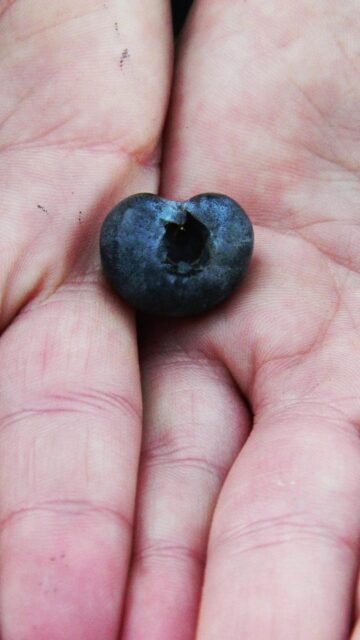 It’s Volunteer Appreciation Week, but our gratitude doesn’t fit into just one week—it lives in everything we do, every single day.

Last year, more than 1,200 volunteers came together to donate their time and talent to support FareStart. That’s 13,700 hours of making meals for the community alongside FareStart students and chefs, volunteering at events, supporting students in our job training programs and more.

To honor that impact, our Volunteer Engagement Manager, Sasha and one of our dedicated volunteers created this poem as a reflection of the care, commitment and heart our volunteers bring:

For the Hands That Help — A FareStart Thank You

This week, we pause—
not because the work is done,
but because it continues
through you.

Through hands that chop and stir,
that harvest under open skies,
that serve with quiet care
and steady kindness.

You show up—
in early mornings and long evenings,
in kitchens filled with purpose,
in fields where nourishment begins.

Because of you,
meals become more than meals—
they become dignity,
connection,
hope.

Because of you,
students find their footing,
their confidence,
their next step forward.

FareStart is built on many things—
food, training, opportunity—
but it moves forward every day
because volunteers choose to say yes.

Yes to showing up.
Yes to community.
Yes to believing that change is possible.

So during Volunteer Appreciation Week,
we offer more than thanks—
we offer recognition for the impact you carry
into every space you enter.

You nourish more than communities—
you nourish possibility.

With gratitude, always.

To every volunteer: thank you for being part of our community and mission 🧡

#FareStart #VolunteerAppreciationWeek #Gratitude #Community #VolunteerImpact