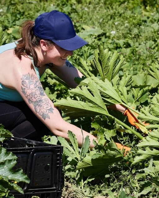 Join us on local farms! FareStart partners with local farmers to reduce food waste and increase access to healthy food by collecting surplus produce that would otherwise go to waste. We’re looking for volunteers to help “glean” at various events, May through October. This is a great opportunity for families and corporate groups.

Sign up today. Click on the volunteer link in bio.

#FareStart #Gleaning #FoodSecurity #CommunityMeals