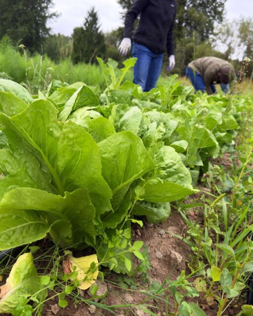 At @carnationfarms, volunteers harvested more than 200 pounds of lettuce for use in FareStart’s Community & School Meals Program. Efforts like this reduce food waste, support regional growers and help increase access to fresh, nutritious and culturally relevant food.

Our thanks to Carnation Farms and the volunteers who brought this produce from the field to FareStart.

There’s more to harvest this season. Join an upcoming volunteer opportunity: https://www.farestart.org/volunteer/

#FareStart #Volunteer #CarnationFarms