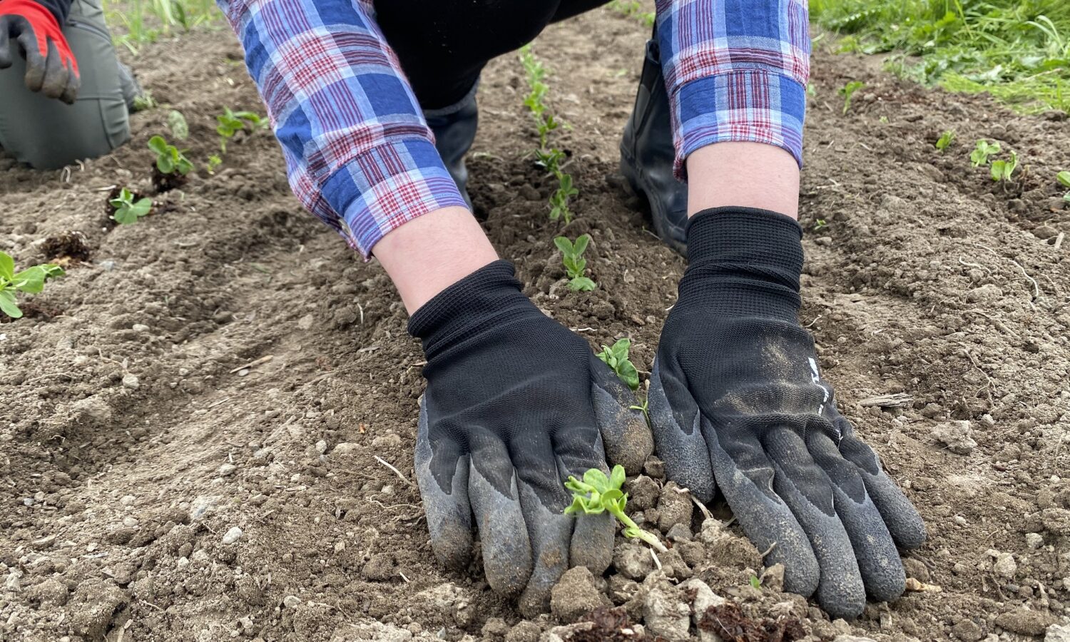 Planting produce at the Food Bank Farm